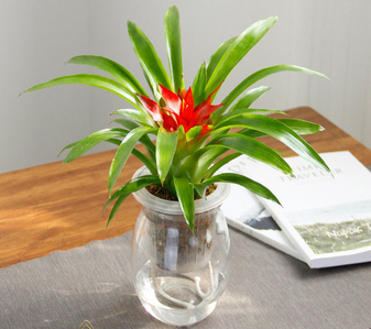 慈溪盆景租赁哪家值得信赖?看这里就知道!